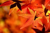 真っ赤に燃える紅葉。京都にて。