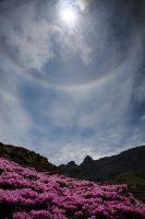 仙酔峡のミヤマキリシマ（阿蘇市）大きな虹の輪がミヤマキリシマと競演していました。